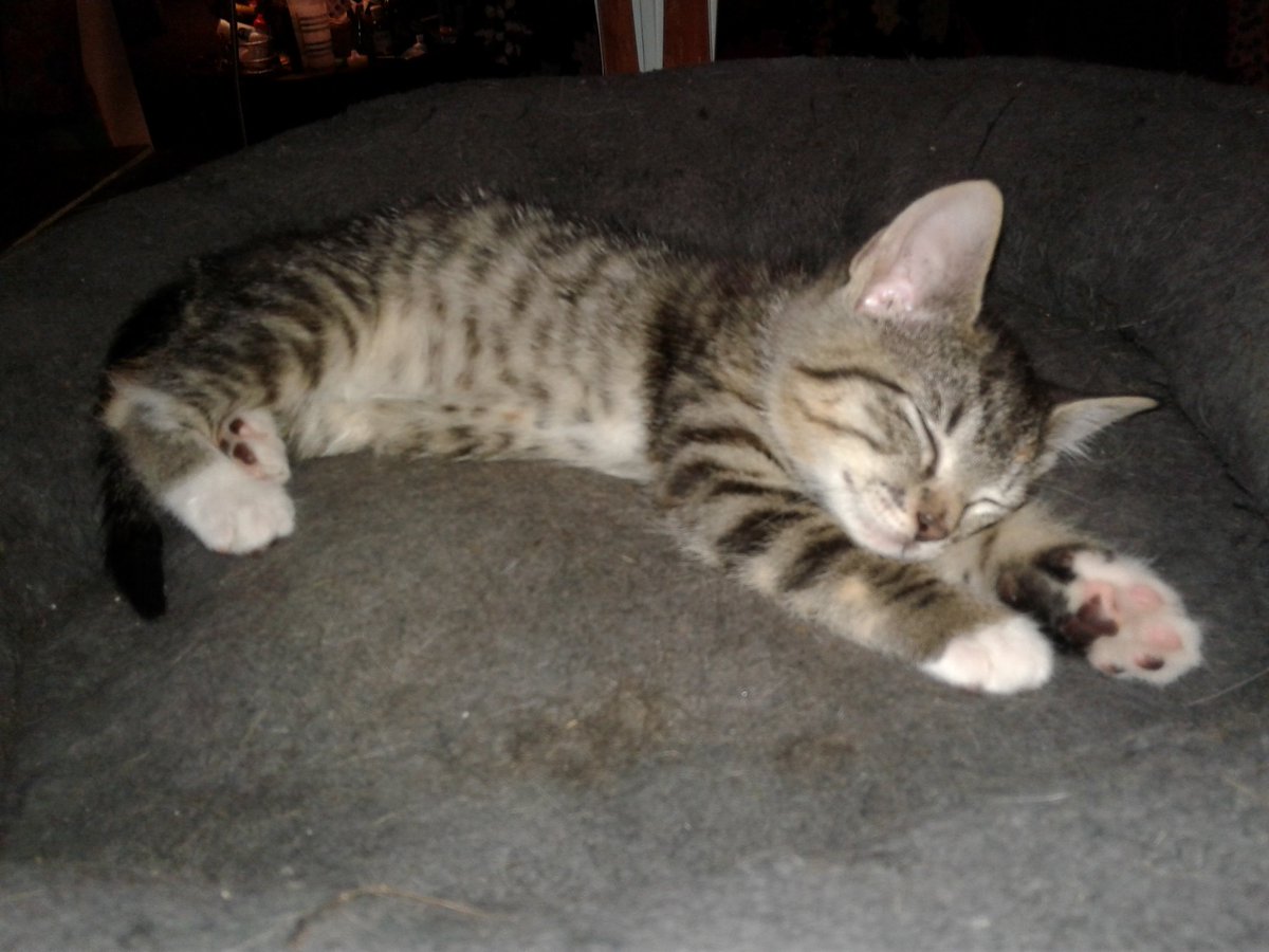 WritingManzoni's tweet image. You heard it here first: I am hosting a NEW weekly Art Seed open mic/open art event! Starts next thursday: 6 to 9!!!!
#ArtSeedSpokane #Spokane #SpokaneArts #pnw #openmic #openart #downtown #event