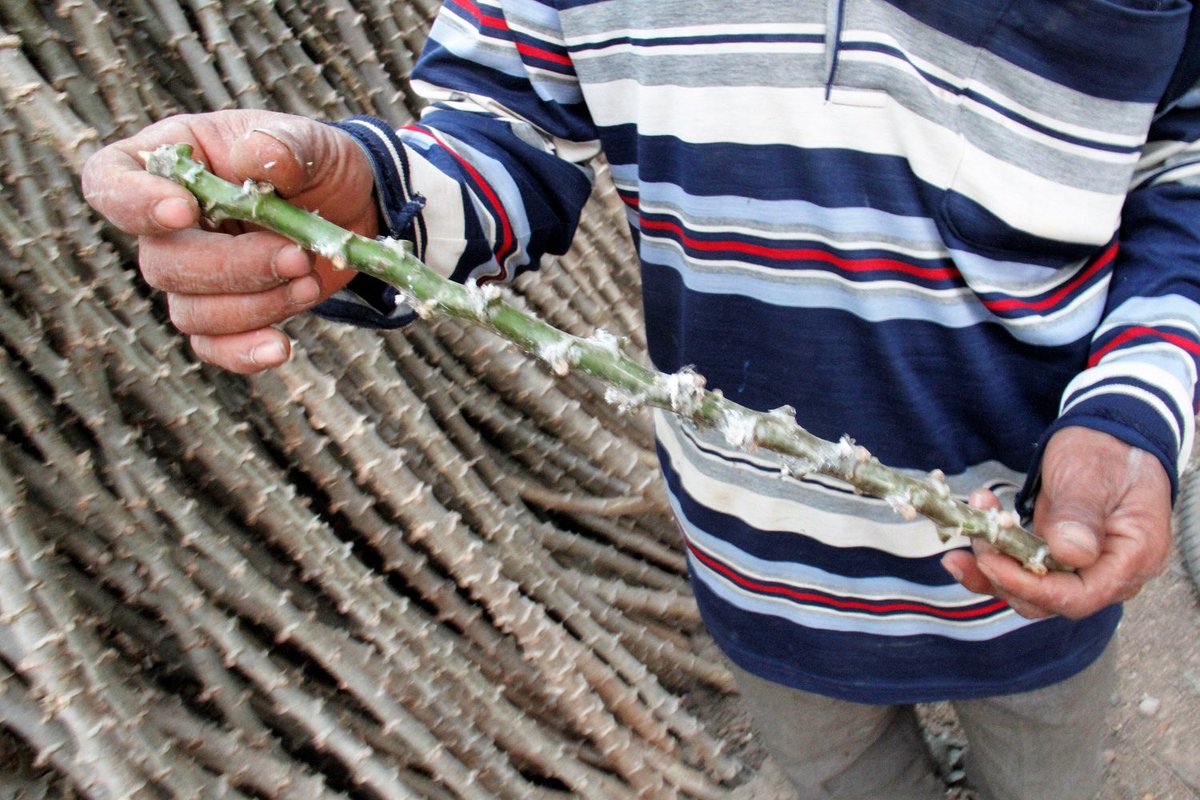 BiovIntCIAT_esp's tweet photo. Current estimated spread of CMD in Southeast Asia is less than 10% of the total cassava planted area. #GCP21BENIN2018 https://t.co/A0FAWKCFtc https://t.co/ml5GAcOWrG