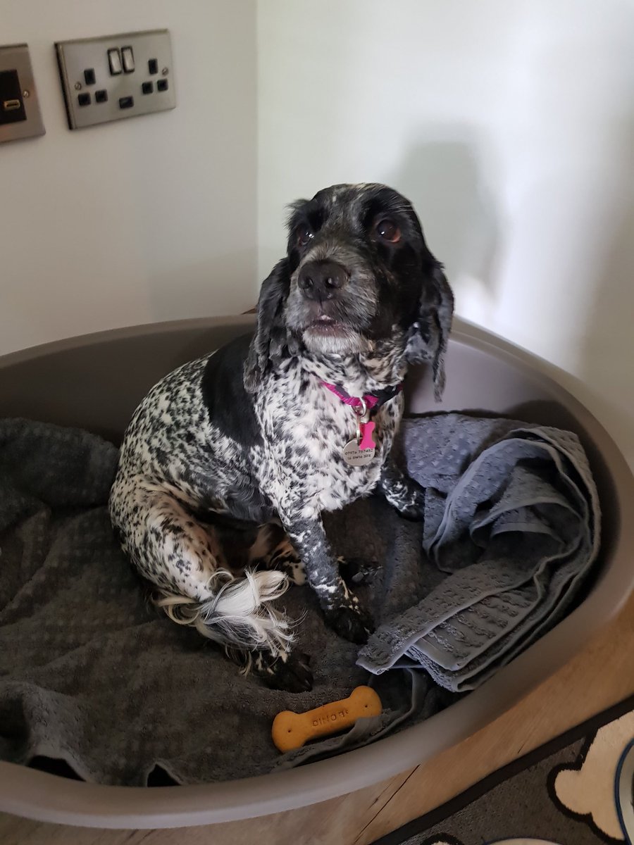 Itsjackster's tweet image. Grace relaxed on holiday with her bone! @BeyondEscapesUK