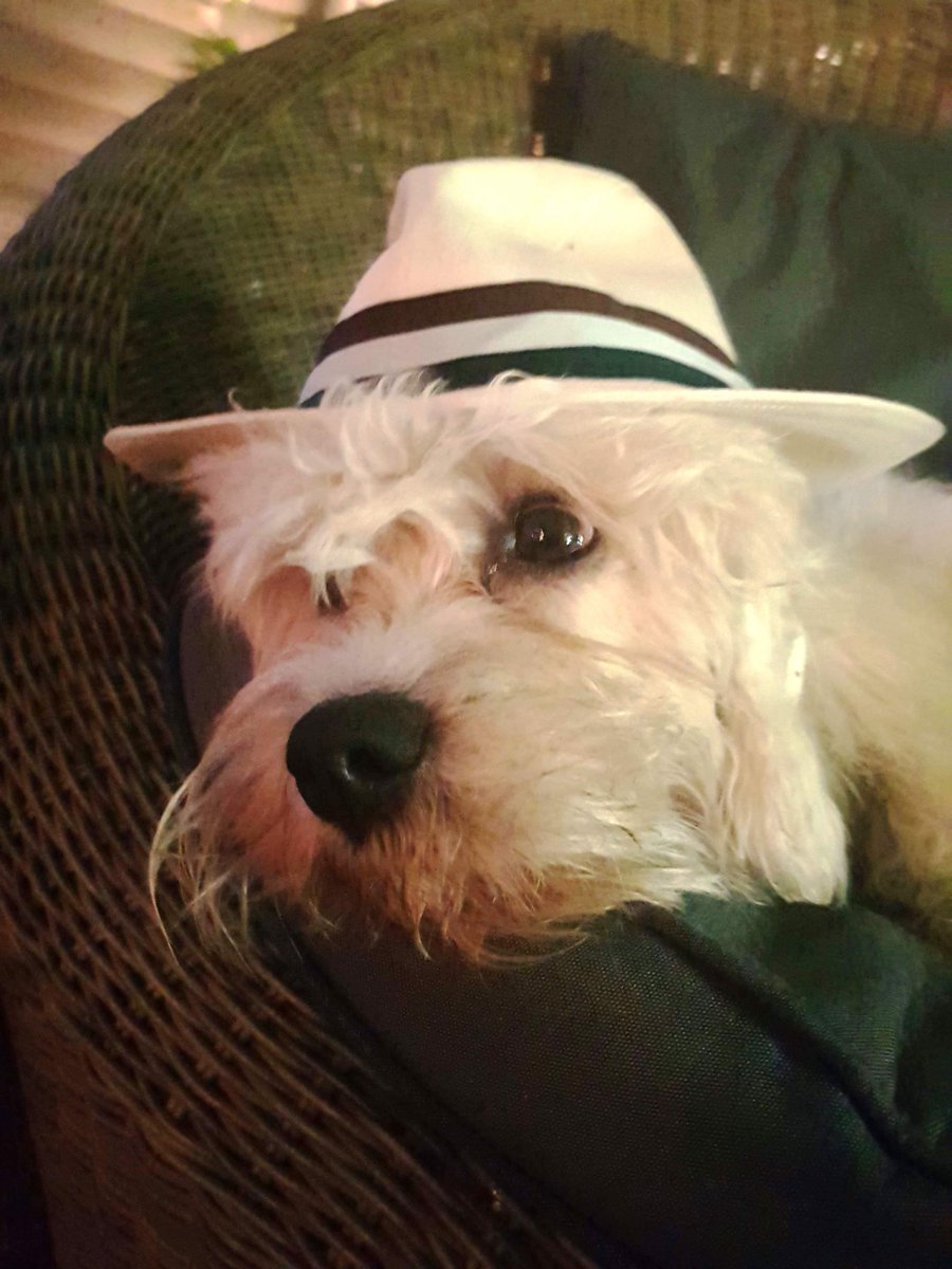 gracieldnfields's tweet photo. I was not drinking. Much. https://t.co/IY1A4HdSRI