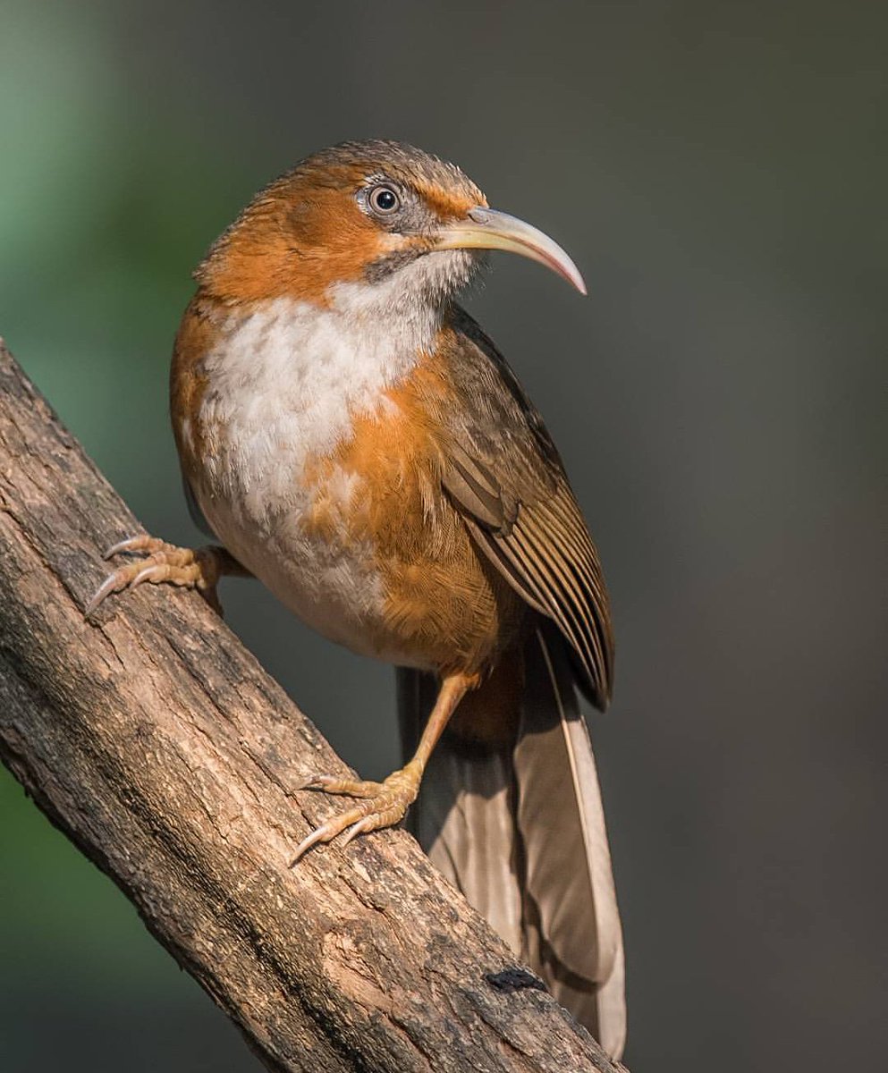 birdofficially's tweet photo. @birdofficially Secretive fella
Bird name: Rusty cheeked Scimitar babbler
Location: Islamabad Pakistan
#bird #nature wildlife #color #feathers #animal
#outdoor #photography #photooftheday #ig_pakistan
#travelbeautifulpakistan #letsgopakistan
#pakistaninpics #dawndotcom #Islamabad https://t.co/NSjPbMbwEi