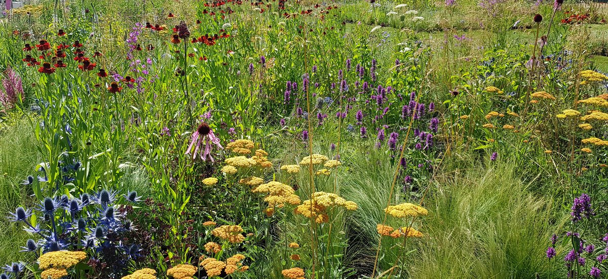 Simply beautiful.... beautifully simple. Classic #pietoudolf planting #rhshamptoncourtflowershow. Echinacea pallida, Helenium 'Moerheim Beauty', Stipa tennuissima, achillea, stachys and eringium. #planting #Borders #plants #plant #garden #rhshampton #meadow