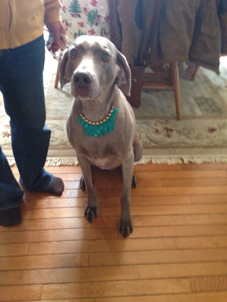 alphamusigma's tweet photo. @nikolasdennis Also, Misty wearing a necklace! https://t.co/Wxwy0bcvAd