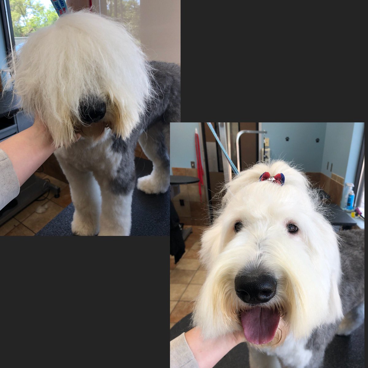 Brickyard Petsmart tweet media