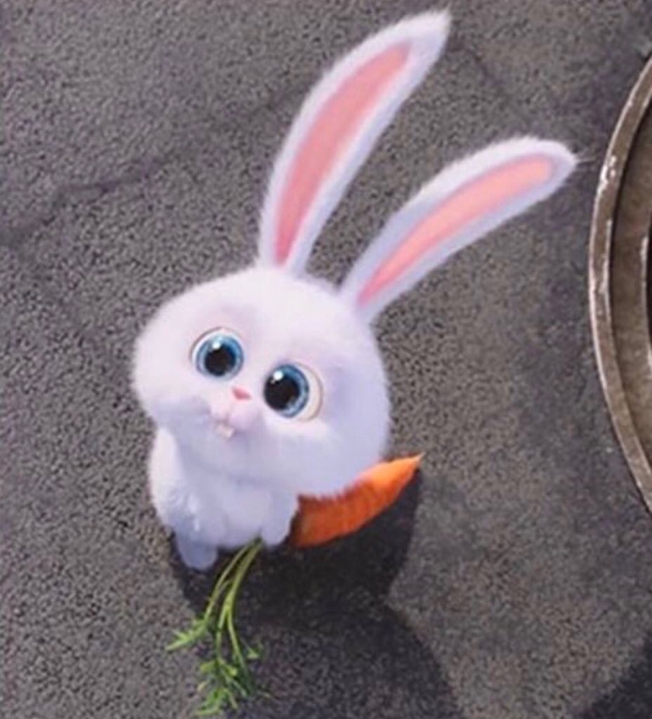sungjin really looks like that cute / angry bunny meme here 