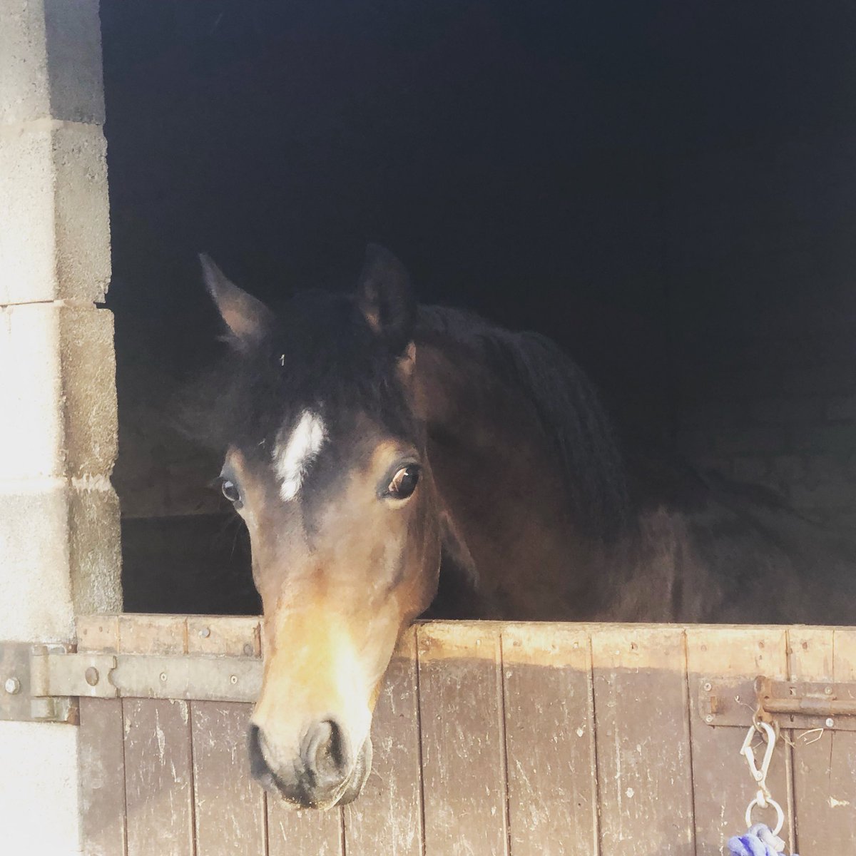 terryclynes's tweet photo. Kaydrith Fury welsh d colt #Welsh #yearling https://t.co/fIli7tDUIo