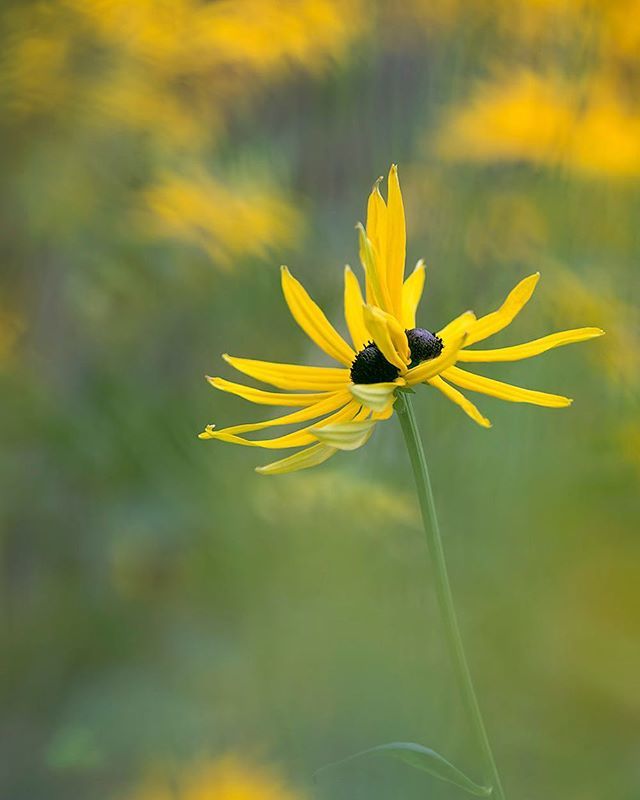rudbeckia double! #rosienixon #scottishartist #scotland #inspirenaturenow #rosienixonphotography ift.tt/2MHmcvx