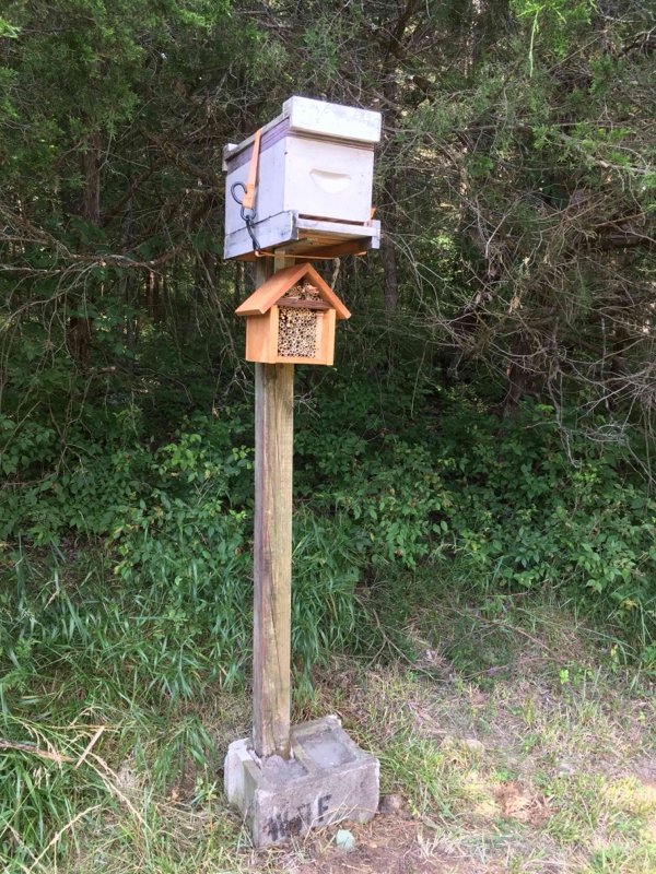 WilliamsHoneyTN's tweet photo. This is where social and antisocial worlds collide. #swarmtrap #socialbees #solitarybees https://t.co/a8ZfmipyiB