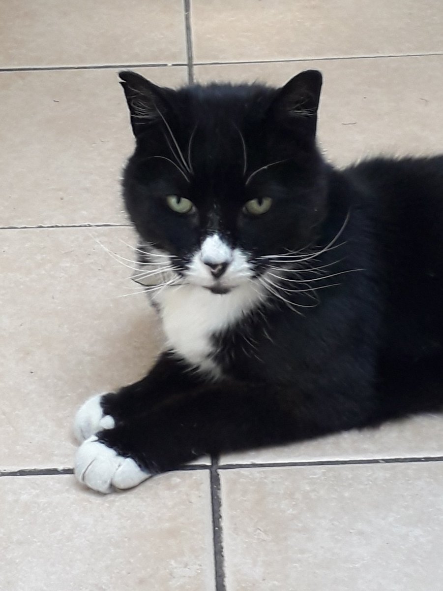 KatieWeymouth1's tweet image. Happy Cat! (aka Kevin)🙂 #AudreytheamazingInventor #BeMoreAudrey @RachelValenti16 @herculinepoirot