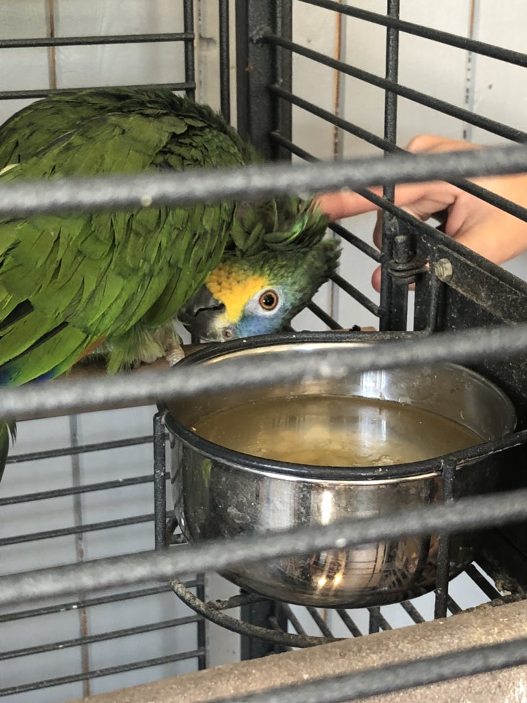 sidTHEparrot's tweet image. Hi everyone 👋🏻 We went in a car place today, this poor lad was there he wanted scritches &amp;amp; attention so the little dude braved it and gave him what he wanted .. #bravekid #randombird