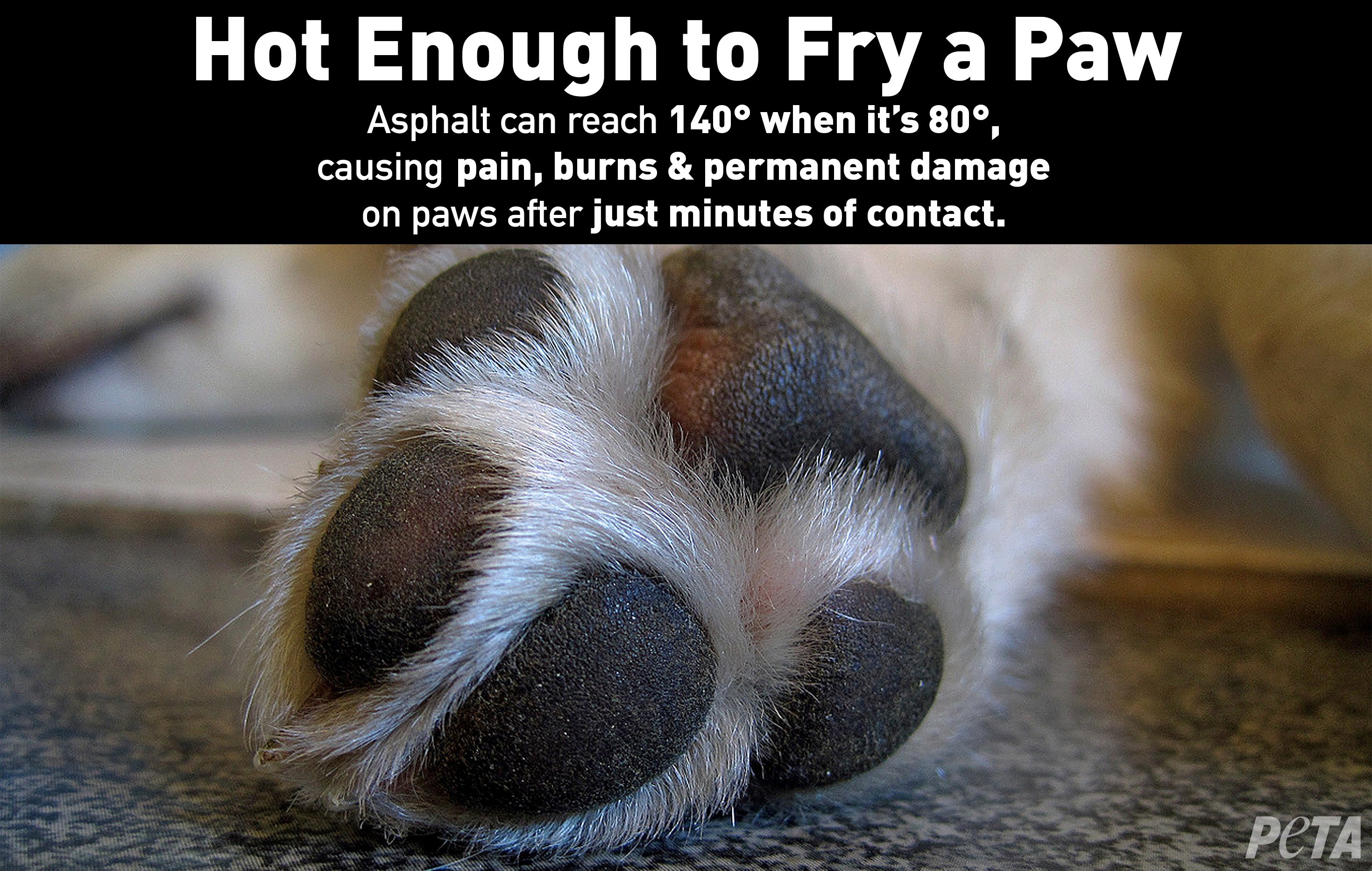 How Can I Protect My Dogs Paws From Heat