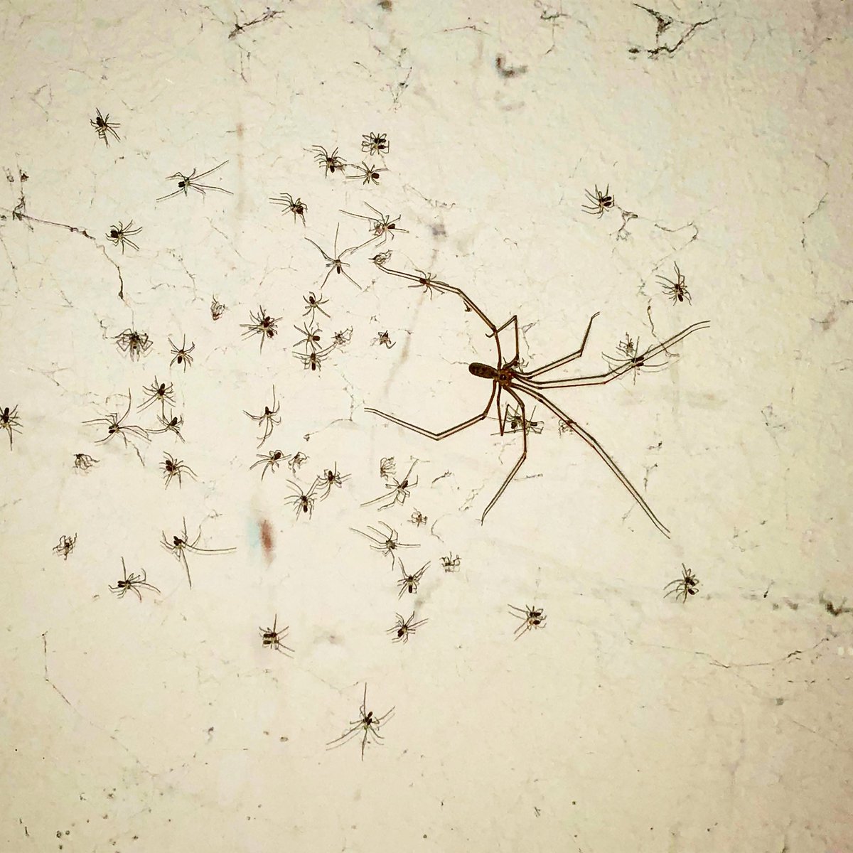 Sonja_Alvarez's tweet photo. Ok, #PrenzlauerBerg ist ein geburtenstarker Bezirk - aber jetzt übertreibt die Mitbewohnerin...#IthinkISpider #Spidercontent #Spiderwoman in #Berlin https://t.co/ZMjyJCz5Yf