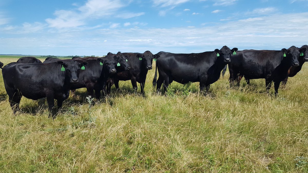 Seeing the benefits of a rotational grazing system today with Lance Vilhauer. @NRCS_SD @SDSHCoalition #EQIP #grazingmanagement #nativeplants