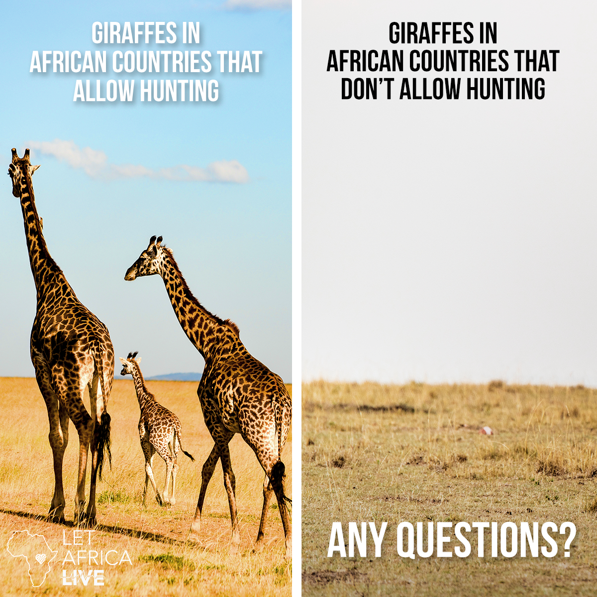LetAfricaLive's tweet photo. Despite the propaganda pushed by radical anti-hunters, wildlife in Africa, including giraffes, are THRIVING thanks entirely to sustainable wildlife conservation strategies that include legal, well-regulated hunting. #LetAfricaLive #StandWithTess #HuntingIsConservation https://t.co/1FN8dLeic2