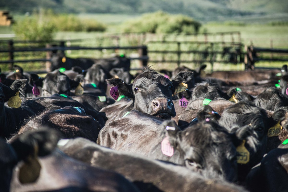 ESTROTECT's tweet image. Our friends at @SelectSiresBeef just completed a terrific AI project with Ellison Ranching Co. in Nevada using @ESTROTECT to maximize their breeding investment!