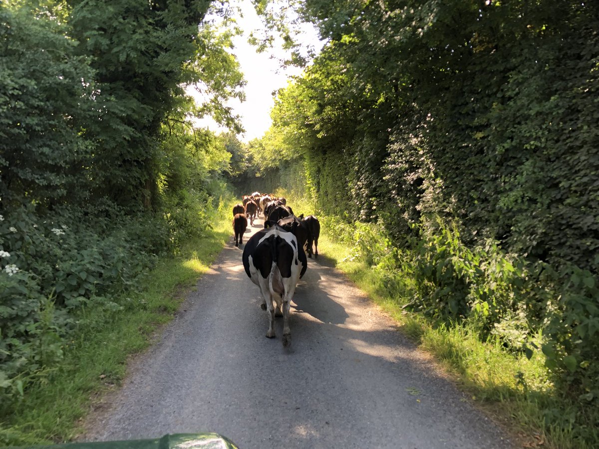 6 Friesians & 14 calves on the Move #ProperFarming #TBSurvivors #ViewFromTheLandRover