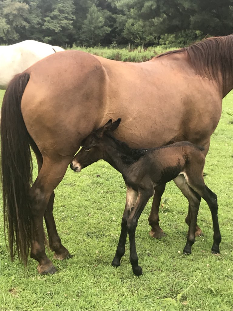 SchmittGrace's tweet photo. The Schmitt’s have a new family member!  Esther- a baby mule!
AP Bio’ers remember post-zygotic mechanisms!  Mules are sterile because they are a hybrid between    a horse and a donkey.  Her dad was a Giant Jack! Esther is officially a GIANT!  #BDGiants #WeAreWayne https://t.co/zwwGbXBMlc
