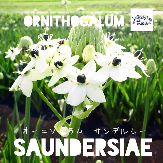 Ja上伊那花き部会 品種紹介 オーニソガラム サンデルシー Ornithogalum Ornithogalumsaundersiae Flower Flowers Blossom Flowerstagram Flowerphoto Jakamiina Jakamiina Flower オーニソガラム オーニソガラムサンデルシー 花 花の