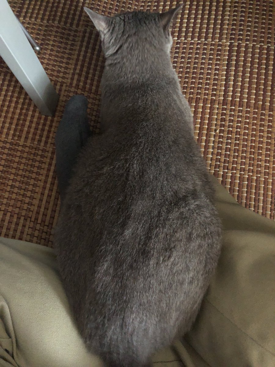 灰色の幽霊 على تويتر 一本糞採取した 今日の猫が朝からベッタリモードだったのはこれを見せたかったからだろうか 満足気に出勤日の朝の定位置 Ja11 は関係ない 一本糞 猫 灰色の幽霊 على تويتر 一本糞採取した 今日の猫が朝からベッタリモードだったのはこれを見せたかったからだろうか 満足気に出勤日の朝の定位置 Ja11 は関係ない 一本糞 猫