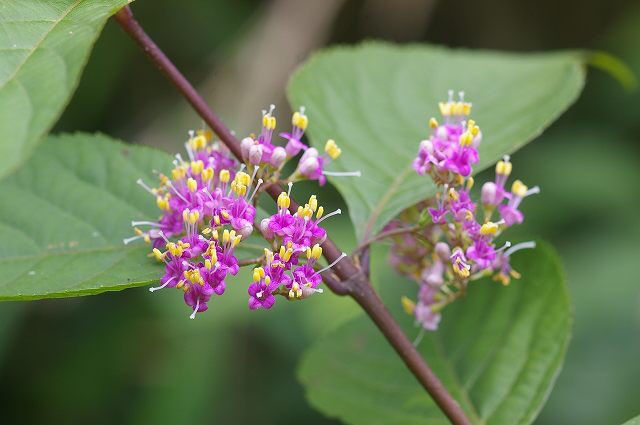 もも おはようございます 7 3誕生花 ムラサキシキブ 花言葉 聡明 別名ジャパニーズビューティーベリー シソ科の落葉低木 秋の美しい実が有名ですが 夏になるとピンク色に近いの小さな淡紫色の花が咲き かすかな香りもします 花言葉は正に源氏