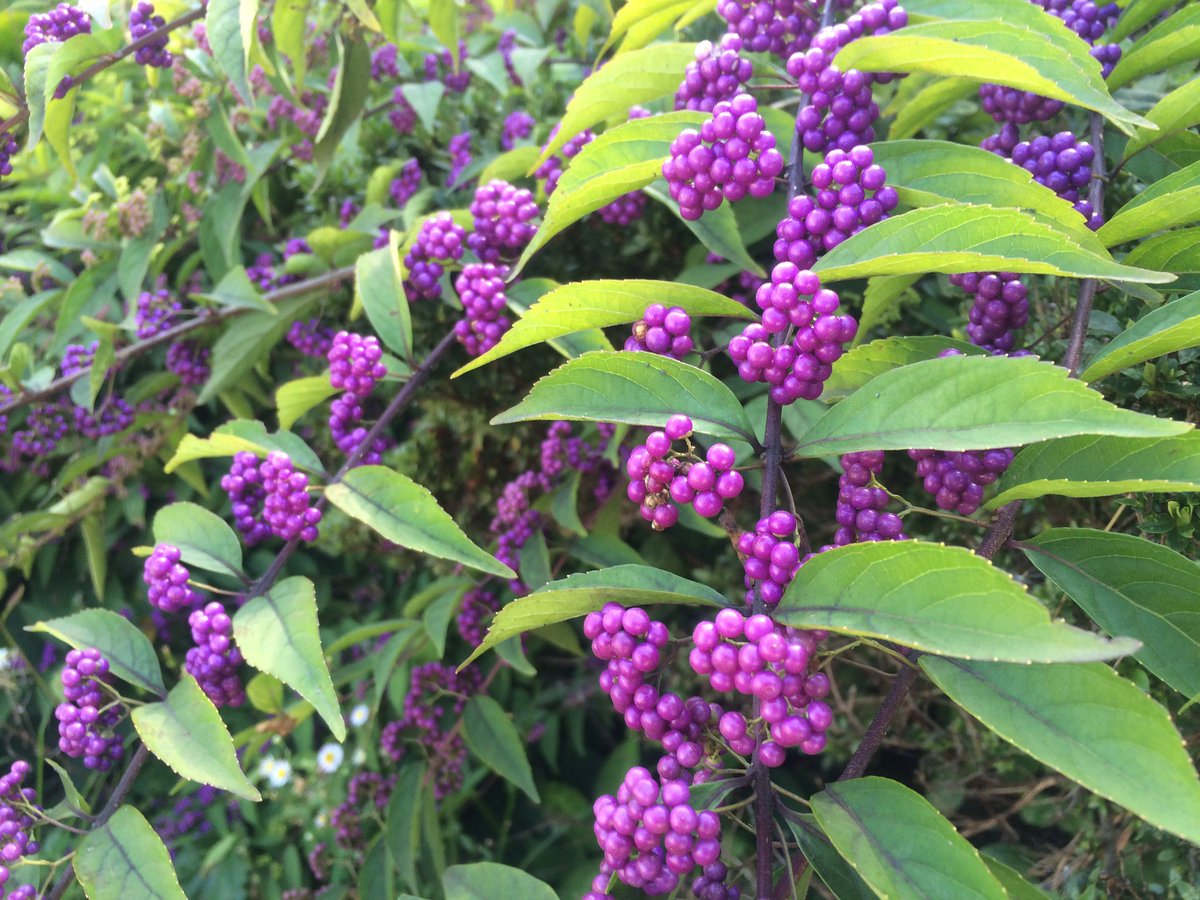もも Sur Twitter おはようございます 7 3誕生花 ムラサキシキブ 花言葉 聡明 別名ジャパニーズビューティーベリー シソ科の落葉低木 秋の美しい実が有名ですが 夏になるとピンク色に近いの小さな淡紫色の花が咲き かすかな香りもします 花言葉は正に