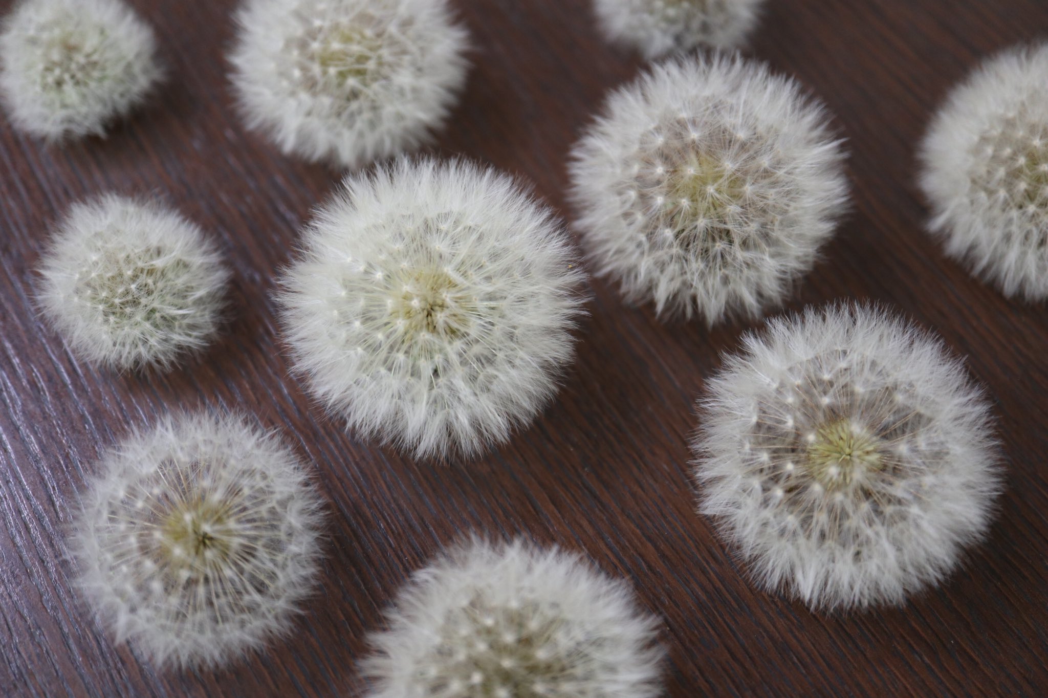 Inori 最近タンポポの綿毛のドライフラワーの作り方が雑になってきました しぼんだ花の茎を花首で切りそのまま転がしておくと開いてきますので半分開いたらひっくり返すと丸く開きます あとは箱に並べて 綺麗好きの夫に がらくた と表書きされた収納