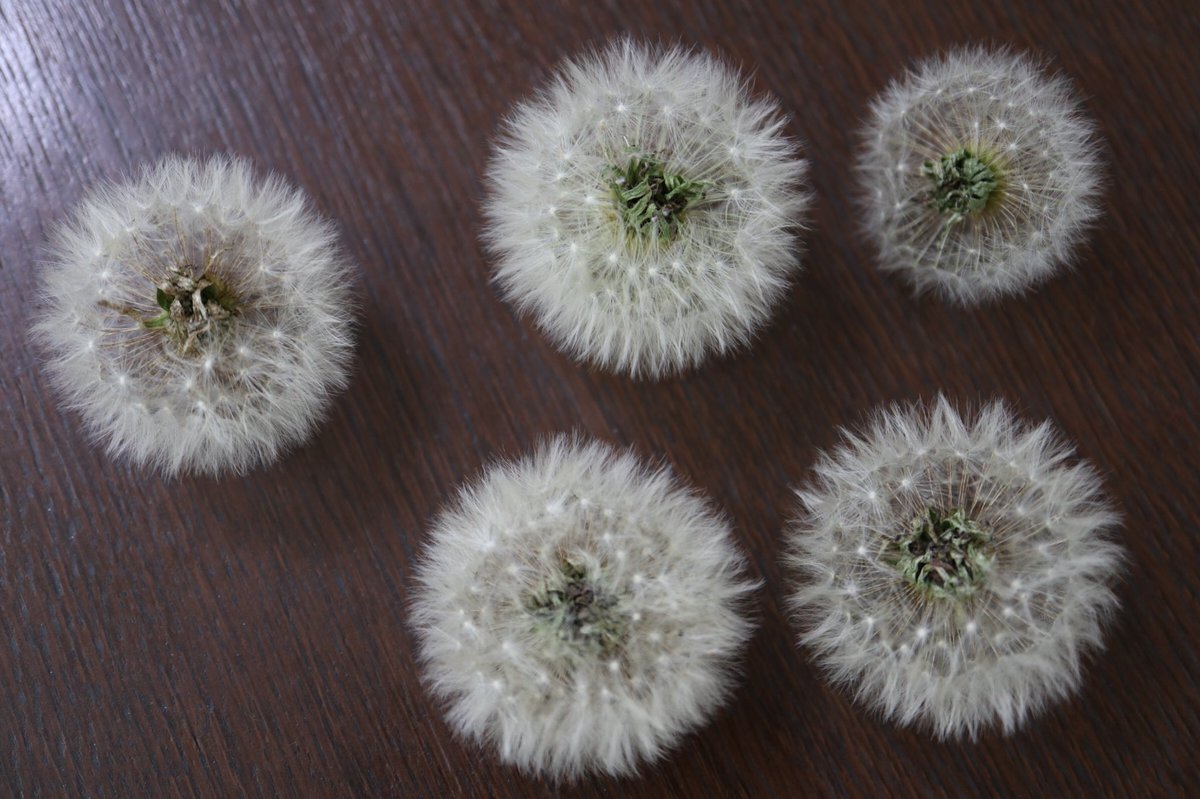 Inori 最近タンポポの綿毛のドライフラワーの作り方が雑になってきました しぼんだ花の茎を花首で切りそのまま転がしておくと開いてきますので半分開いたらひっくり返すと丸く開きます あとは箱に並べて 綺麗好きの夫に がらくた と表書きされた収納 Inori 最近タンポポの綿毛のドライフラワーの作り方が雑になってきました しぼんだ花の茎を花首で切りそのまま転がしておくと開いてきますので半分開いたらひっくり返すと丸く開きます あとは箱に並べて 綺麗好きの夫に がらくた と表書きされた収納