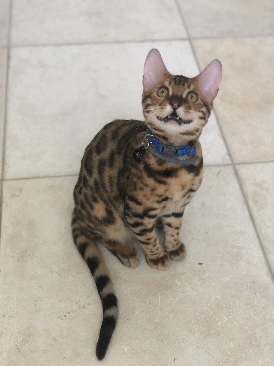 alexacoman's tweet image. Say cheese @catsofinstagram #twitterweek