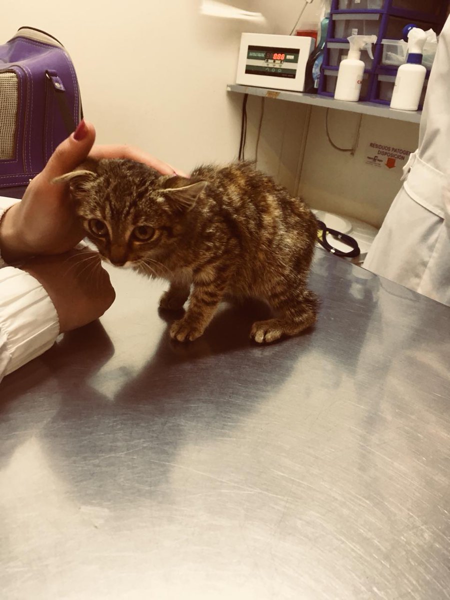 hacefelizungato's tweet image. Ayer abandonaron a una gatita en el botánico de apenas 2 meses. La levantamos y la llamamos Hope. Hoy le tocó ir al veterinario que la vio bien de salud y la desparasitó. Le gustan mucho los mimos.