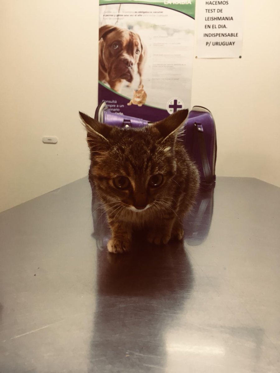 hacefelizungato's tweet image. Ayer abandonaron a una gatita en el botánico de apenas 2 meses. La levantamos y la llamamos Hope. Hoy le tocó ir al veterinario que la vio bien de salud y la desparasitó. Le gustan mucho los mimos.