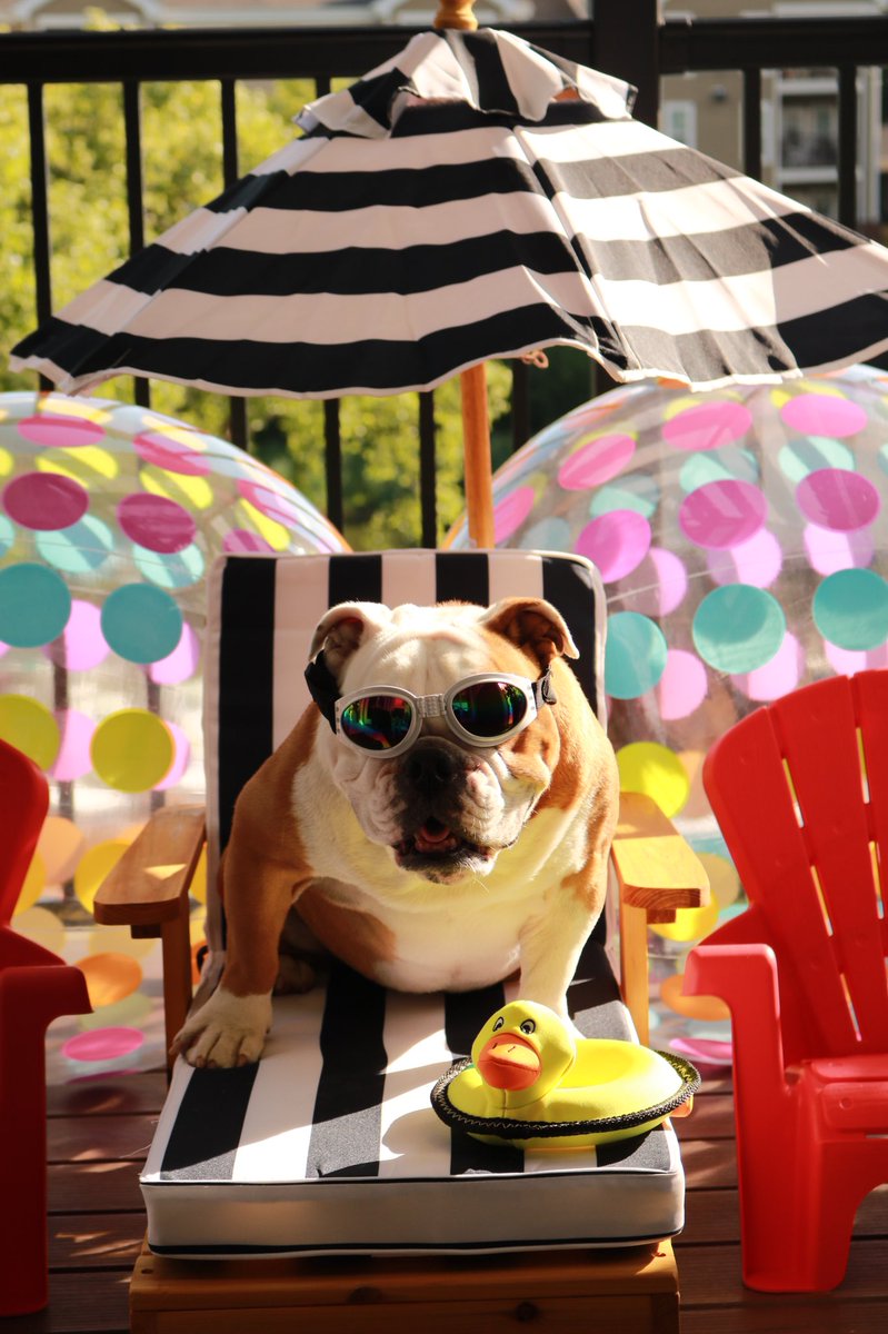 LakesideVA's tweet photo. The pictures from our #PetsOfLakeside #PhotoShoot are in...and they are way too cute! #BozzutoRAD https://t.co/1YgxwgZM10
