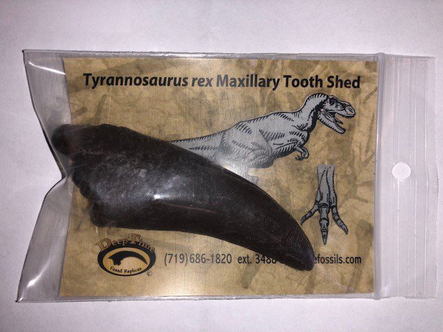 We just got these really cool #dinosaur replica #fossils in and the kids are loving them. You should stop and check them out. #Trextooth #Trexclaw