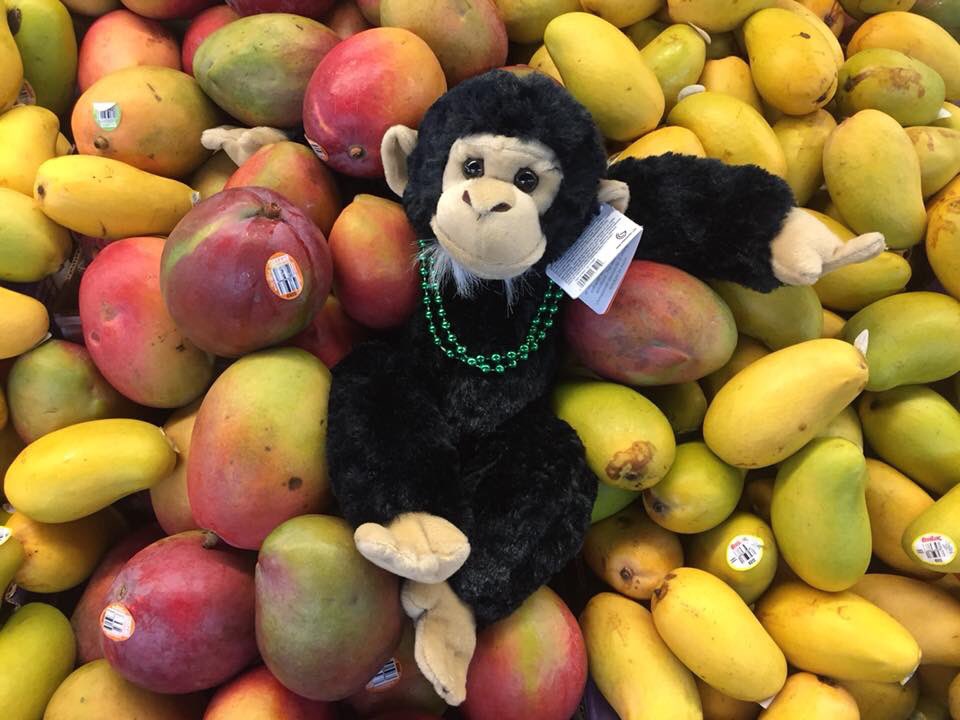 GoodFoodsCoop's tweet photo. It’s #MangoMonday at your Co-op! You can get any mango for 79¢ along with ideas about how to use them (did someone say mango s’mores?) #MangoMangoMango #MonkeyingAround https://t.co/zrA6tiR50k