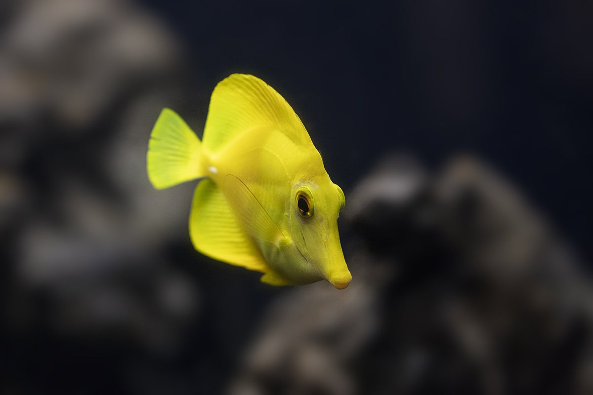 shedd aquarium on twitter the virbant yellow of the yellow tang