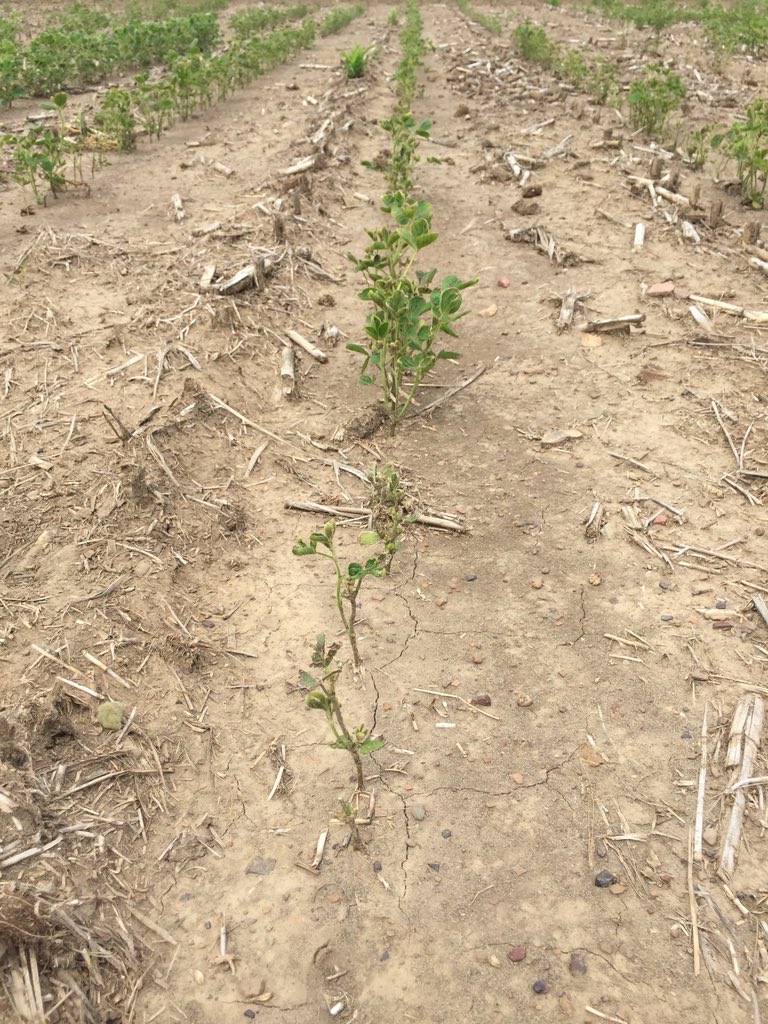 okkefromuskogee's tweet photo. #Drought17 still looming this season. This plot site is suffering from heavy stinger carryover but each variety is handling it differently. Even though this plot is a write off, there are things to learn! https://t.co/3RJVv0G7aA