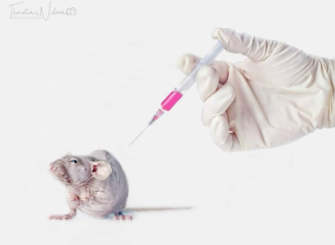 Lightspruch's tweet photo. ... mal bewusst ein etwas anderes #Tierbild von mir mit weniger "oh, wie süß", dafür mit Nachdenken Faktor. #laborratte #tierversuche #ratsoftwitter #animaltesting https://t.co/c2sdZJysl9
