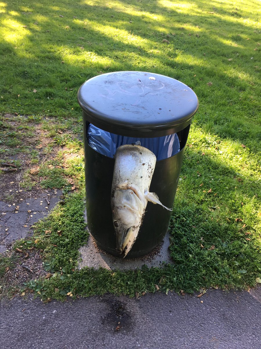 prophethusband's tweet photo. really wanna know what went through the head of the person who caught an impressively large pike only to go “well, into the trashcan it goes” https://t.co/aGcbtbFoEm