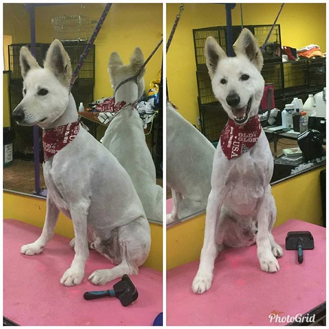 Gentlebrush's tweet photo. #Olaf looking very dapper after a #HappyGroomingExperience at #GentleBrush on #AltonRoad #SouthBeach .
.
.
#AlwaysHappy #Cute #DogsAndCats #DogOfTheDay #Dogs #Cats #SobeDogs #SobeGrooming #GroomingDoneRight #GroomingSobe #MiamiDogs #MiamiBeach #BeachGroo… https://t.co/ptzmvDIiNK https://t.co/3UjukRDyGH