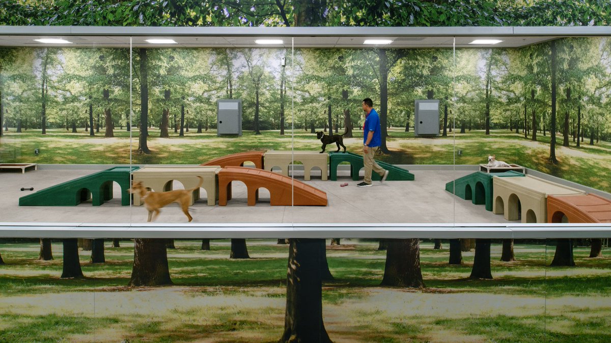 ImpactYourSpace's tweet photo. These good dogs are enjoying the immersive scenery at the PetSmart PetsHotel! Imagitect graphic wall covering protects the walls from damage and is very easy to clean - two key considerations for this space. Create your own functional masterpiece: https://t.co/Cw25Zz7WAJ https://t.co/Db716bbiVM