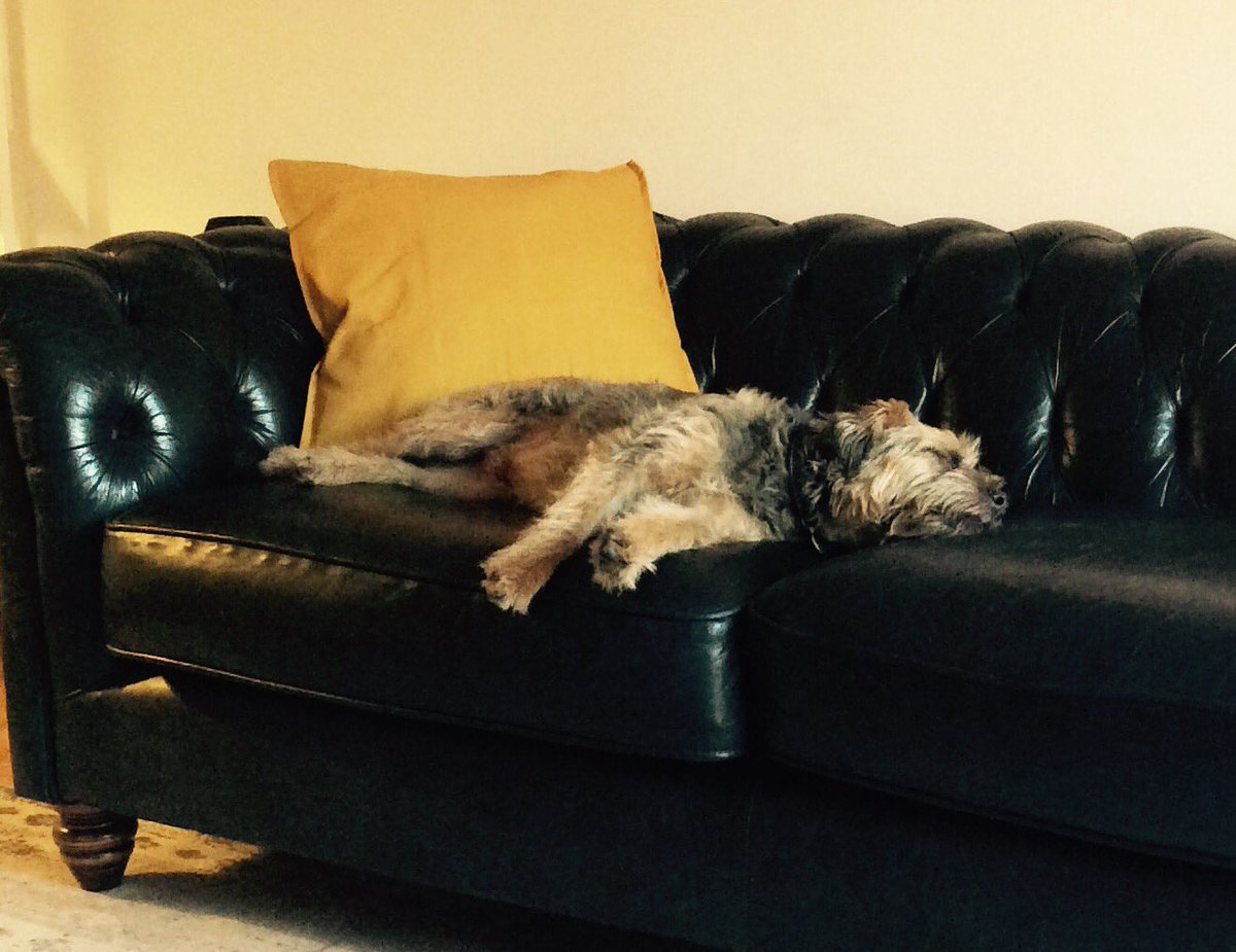OfficiallyDjE's tweet photo. I want Ripley's life... #borderterrier #btposse #dog #myteddybear https://t.co/LtfEFLFHfJ