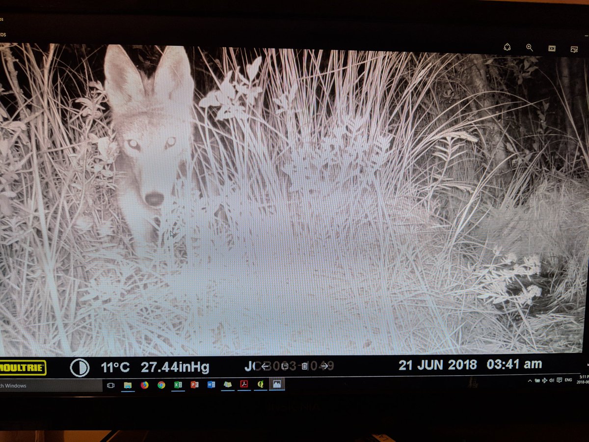 DysonWildlife's tweet photo. Field update: 51 nests found in the boreal so far for #fieldseason2018. Taking a few well earned days off and then the final month of field work. #pushfor60 https://t.co/B8afudkQ4w
