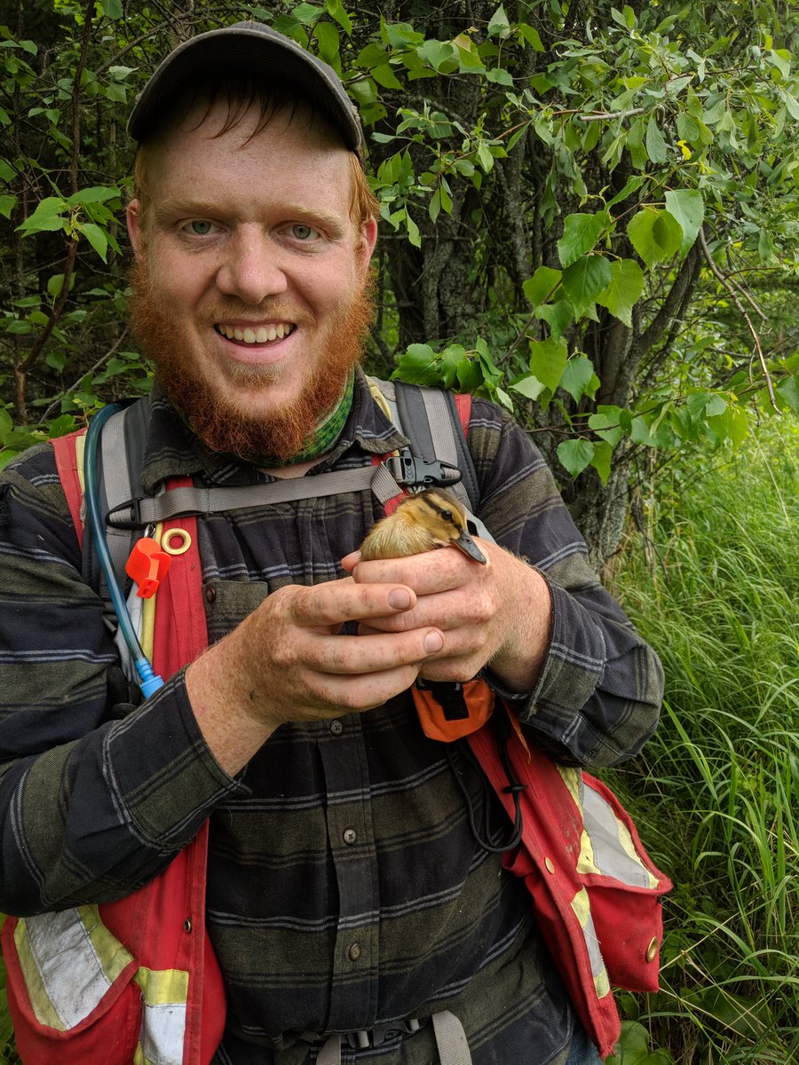 DysonWildlife's tweet photo. Field update: 51 nests found in the boreal so far for #fieldseason2018. Taking a few well earned days off and then the final month of field work. #pushfor60 https://t.co/B8afudkQ4w