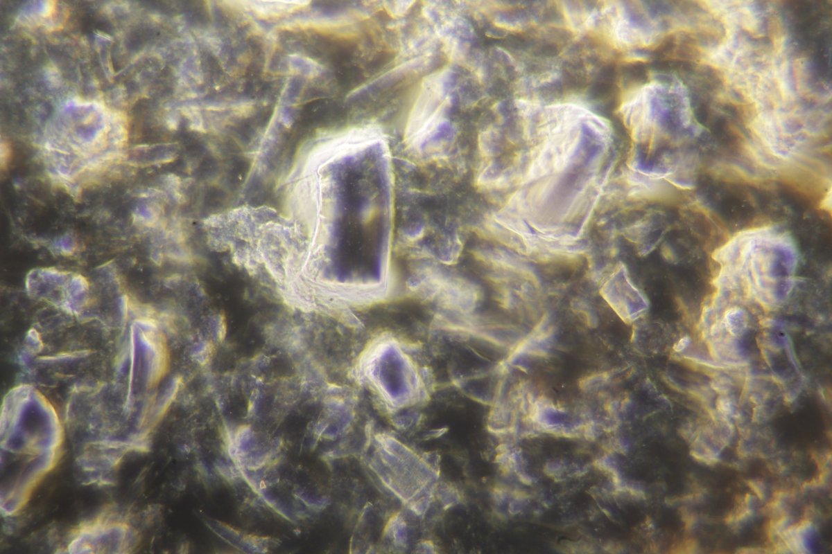 musicalmicrobe's tweet photo. Agar behaving badly! My lab cultures didn't turn out how I wanted, but at least they did so prettily: #agarart #microbiology #MResMBIO https://t.co/Nj5LTH8Wfy