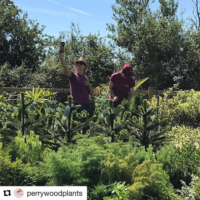 PerrywoodGarden's tweet photo. @colchester_zoo counts animals, we count plants 🌱  #Repost @perrywoodplants with @get_repost
・・・
It’s stock-take time!! Lots of memorising barcodes and waving around electronic devices to get a signal. #stocktake #countingplants #outinthesun #july #b… https://t.co/FMo9z6PAo1 https://t.co/Y3orAz8PQX