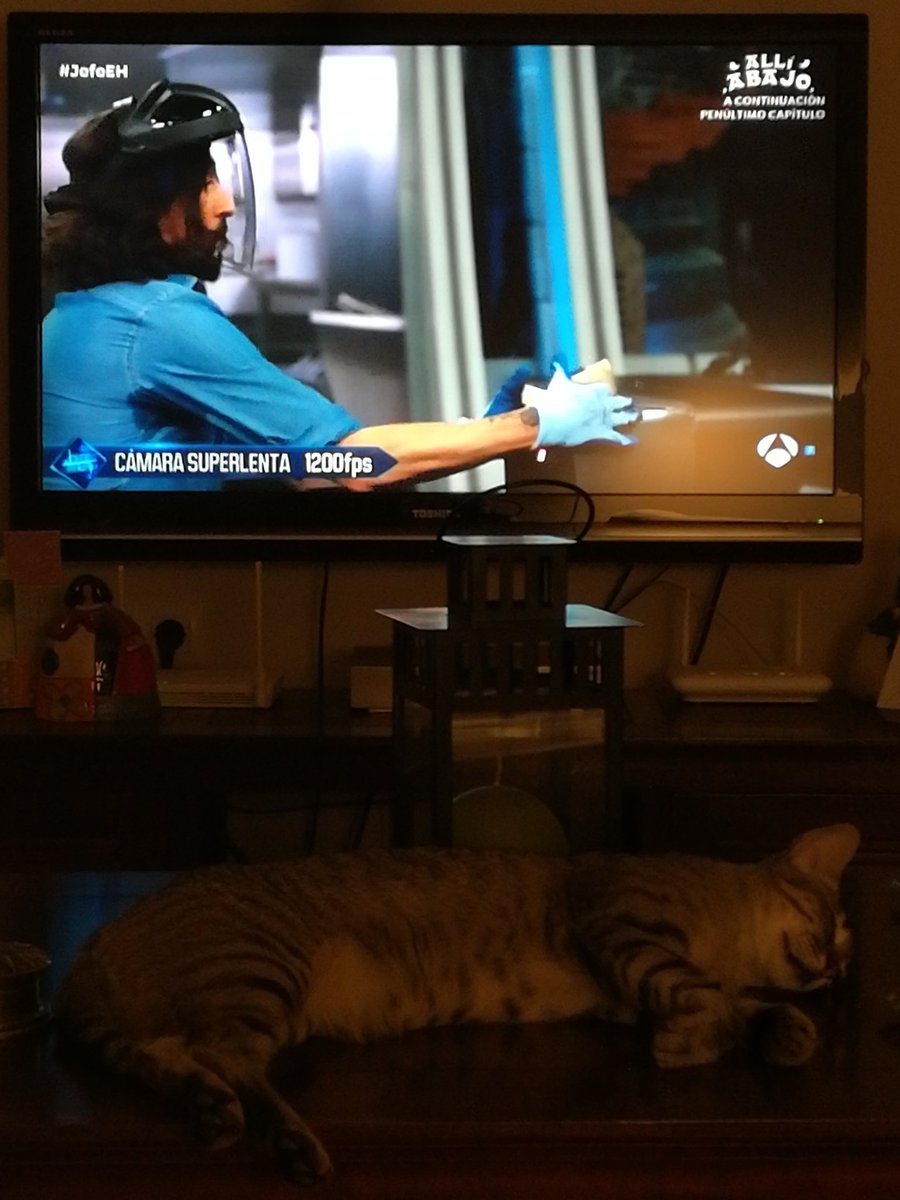 NUESTRODEH's tweet photo. #jefeEH
Cazando tostadas...
Y mi gata durmiendo. https://t.co/2jX2GdAH0B