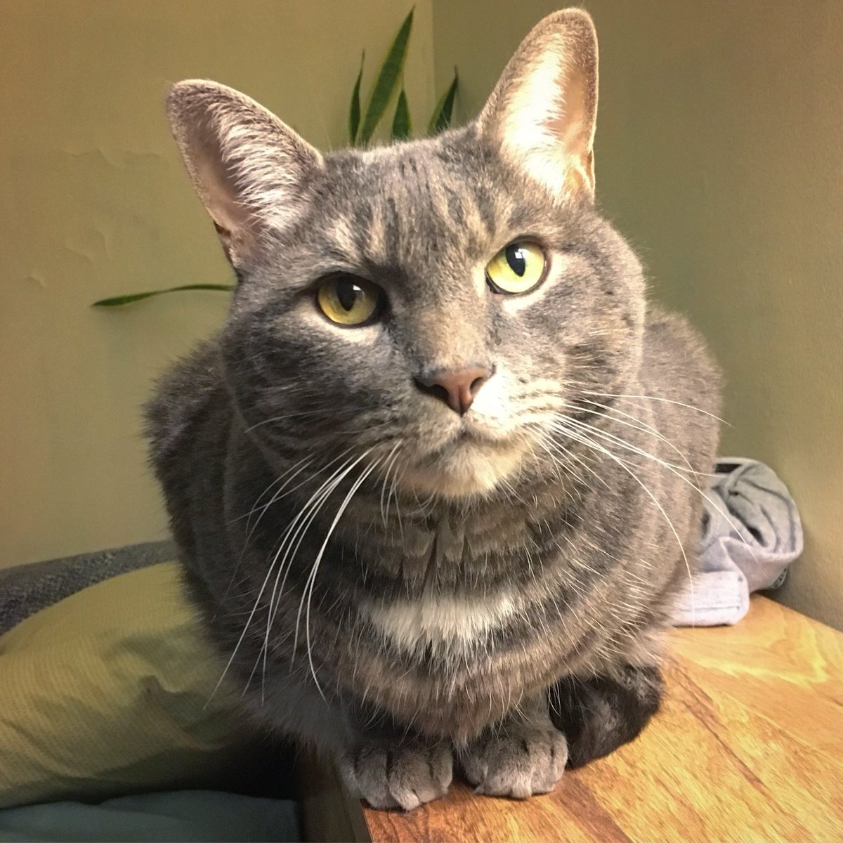 ProtosChronos's tweet photo. My sweet baby meatloaf ! @catsofinstagram https://t.co/esUjQJXyhJ
