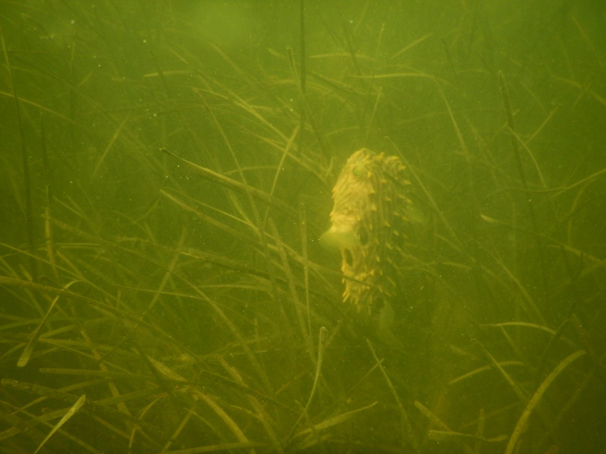 LabSav's tweet image. We wrapped up our annual seagrass transect sampling. 2018 is the 40th year of this survey!