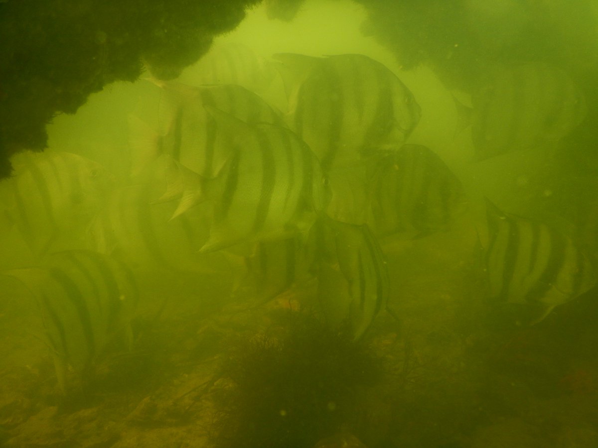 LabSav's tweet image. We wrapped up our annual seagrass transect sampling. 2018 is the 40th year of this survey!