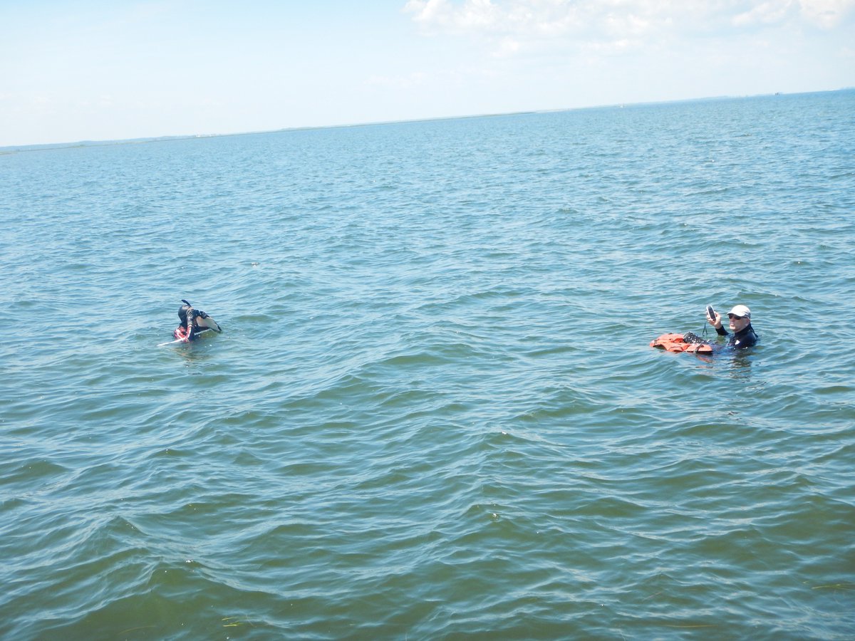 LabSav's tweet image. We wrapped up our annual seagrass transect sampling. 2018 is the 40th year of this survey!