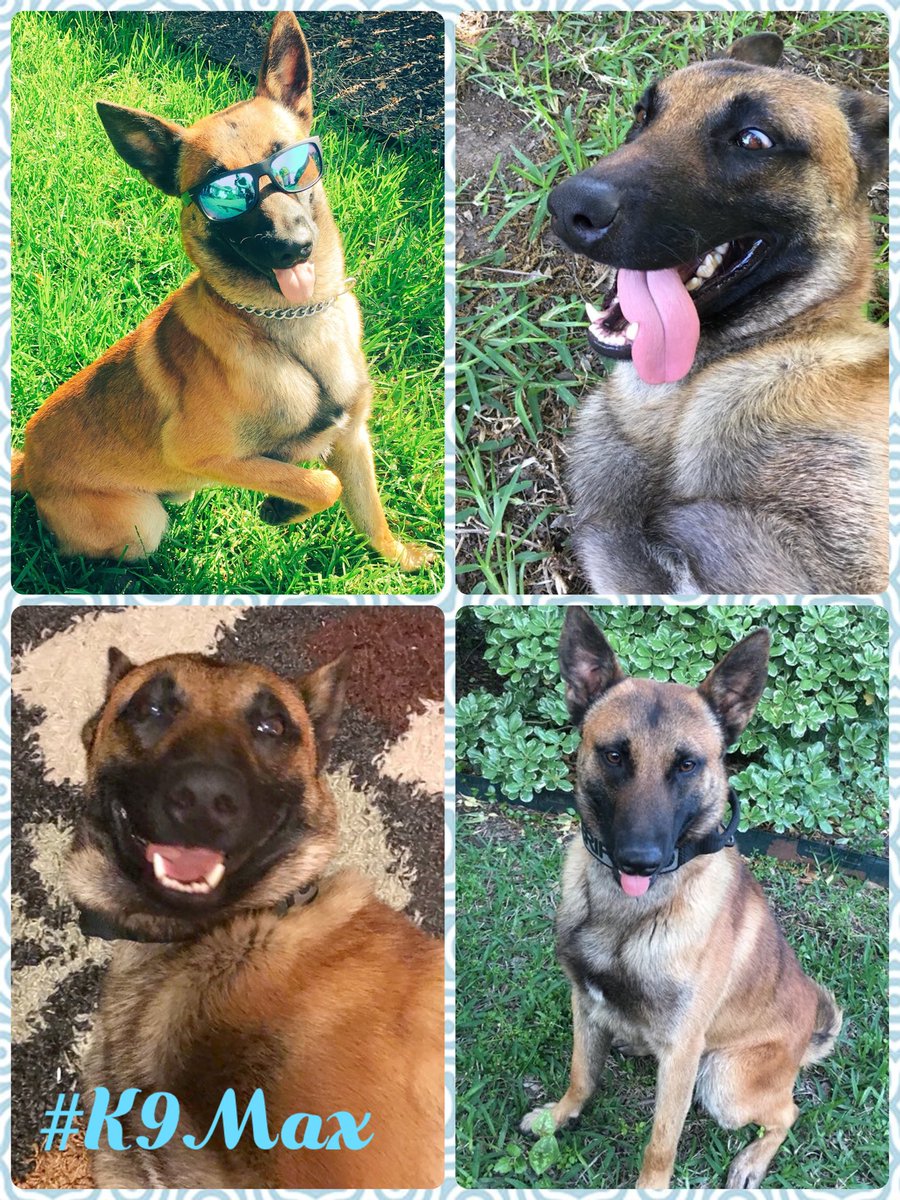 One of our favs on #MalinoisMonday!

@k9_max acting silly as always! 🐕

#K9Max is a two year old Belgian Malinois with #K9Handler Deputy Bell! 👮 @SheriffChody 

@LivePDNation @LivePdFantasyLG